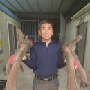 일구사슴농장 이미지