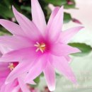 장미커텐 이미지