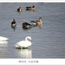백조 이미지