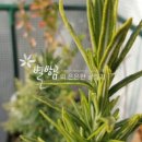 예뻐져라로즈마리