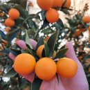 낑깡이랑 이미지