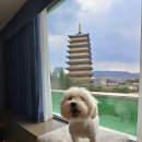 [경주] 반려견 동반 가능한 황룡원 뷰♡ 더케이 호텔 경주점 펫프렌들리 룸 후기