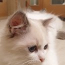 엘름트리 캐터리 네이버블로그