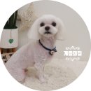 개들의 집 이미지