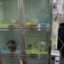 스타동물병원 이미지