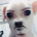 내가할개 | 리쥬란인지 개쥬란인지 쳐맞은 후기