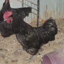 고려농원 이미지