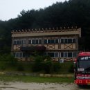 울진소나무 이미지