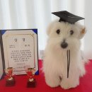 포근멍 애견 유치원 이미지