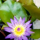 혜인이네꽃가게 이미지