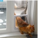 코지펫 | 고양이 베란다 펫도어 설치 후기, 코지윈 방묘창 직접 써보니 솔직한 장단점