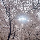 대전광역시노인복지관 | 대전 사람들은 다 안다는 도시 속 벚꽃 섬!｜'테미공원' 탐방(주차)