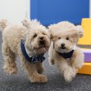 P&M 반려견교육센터 대전점 이미지