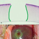 그림동물병원 이미지