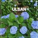 울산광역시남구도시관리공단(장생포고래생태체험관) | 울산 장생포 고래문화마을 2026 수국축제 기간 모노레일