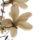 목련 노래방 이미지