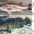 '다금바리' 이미지