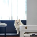 뽀뽀뽀하개 이미지