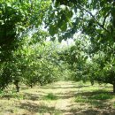 섬지뜰농장 이미지