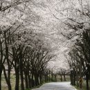 전남 보성 봄 여행 이미지