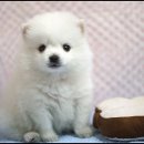 토실토실 Daum카페
