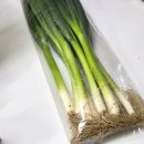 대파집 | 집에서 대파키우기 | 저면관수 화분 베란다 파테크 후기