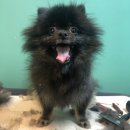 도그반하다 이미지