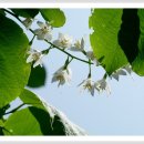 새봄을 기다리며 다시 보는 우리 들꽃 (75) - 쪽동백나무 이미지