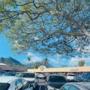 울루라떼 | 하와이 일상: 카일루아 맛집 부츠앤키모스,푸드랜드 쇼핑,과자 추천,하와이맥주,호카운동화 등