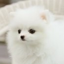 빼꼼 이미지