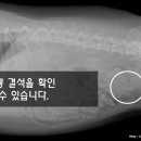 시아동물병원 이미지