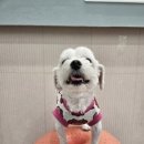 부산애견유치원 댕스하우스 이미지