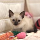 대구고양이분양 도레미캣 이미지