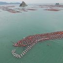 완도19호 이미지