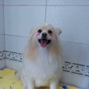 나나 펫 살롱 이미지