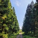 토리네민박 이미지