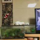 예쁨중DOG 이미지