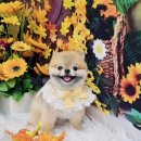 하리스펫 이미지