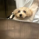 부티크멍 애견미용실 이미지