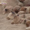 동물농장 이미지