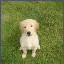 굿타임켄넬 이미지