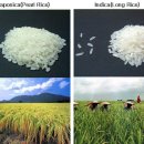 ﻿쌀은 우리에게 무엇인가? 이미지
