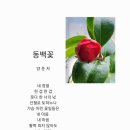 동백양과 이미지