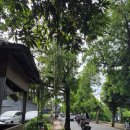 나인팜 | 팜투어 발리 신혼여행 마지막 날 우붓 투어 한식 맛집 클라우드 나인 빈땅마켓 후기