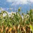 종보농장 이미지