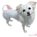 멍뭉이 이미지