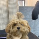 댕데이지 이미지
