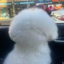 댕스미스 애견미용 이미지