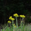 솜방망이 이미지