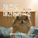 숲속쉼 | 숲속쉼 제주도 애견동반 숙소 내돈내산 넓은 마당 애견운동장